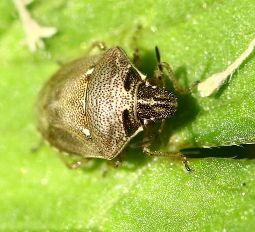 Réf. 228 121 : Eysarcoris ventralis